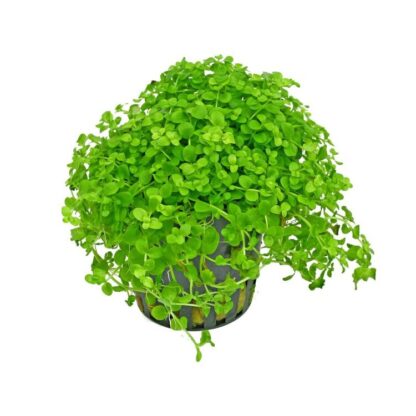 Micranthemum tweediei (topf)