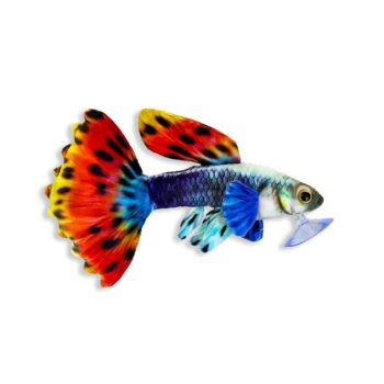 Green Pleco Guppy plush