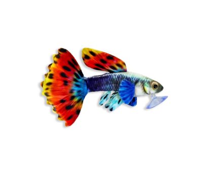 Green Pleco Guppy plush