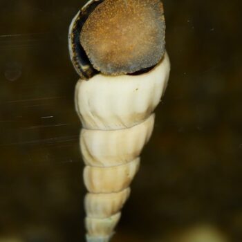 Brotia herculea white- White Giant Tower Cap Snail 4-5cm