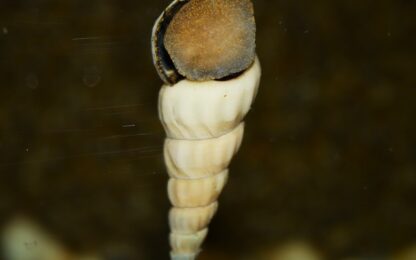 Brotia herculea white- White Giant Tower Cap Snail 4-5cm