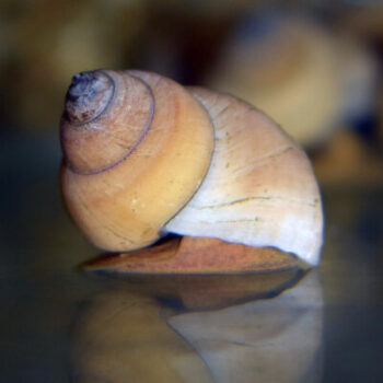 Filopaludina martensi- White Wizard Snail 2-3cm