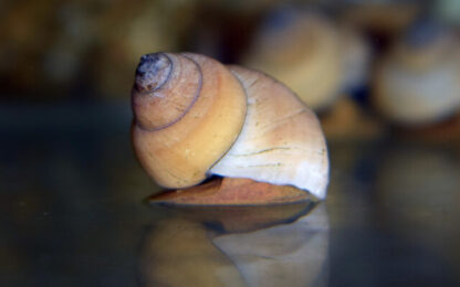 Filopaludina martensi- White Wizard Snail 2-3cm