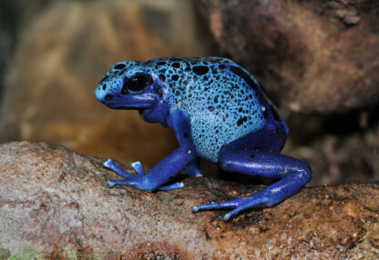 Dendrobates tinctorius azureus- Blue Poison Dart Frog PAIR!