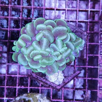 Plerogyra sinuosa D18 (41474)