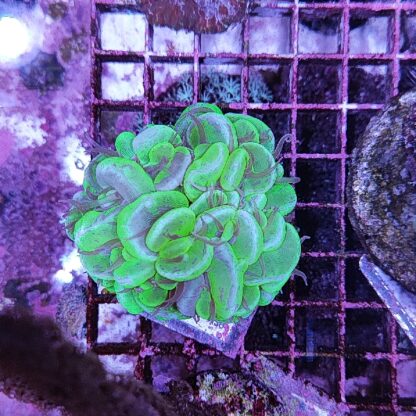 Plerogyra sinuosa A36 (30251)