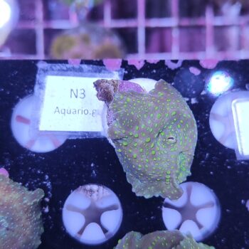 Discosoma N3