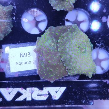 Discosoma N93