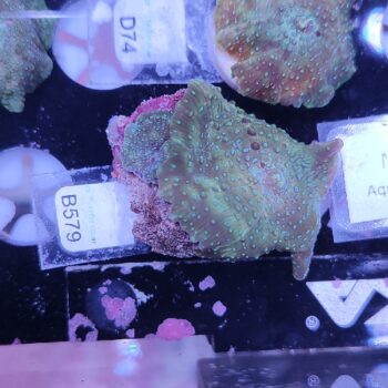 Discosoma B579