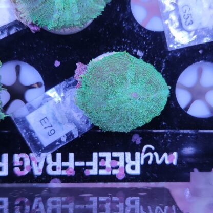 Rhodactis E79