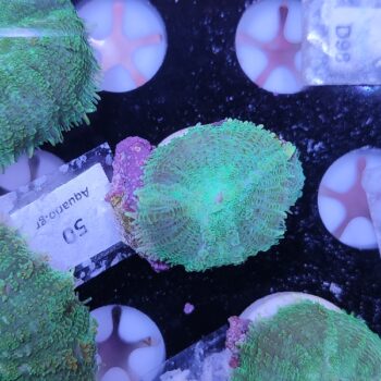 Rhodactis 50