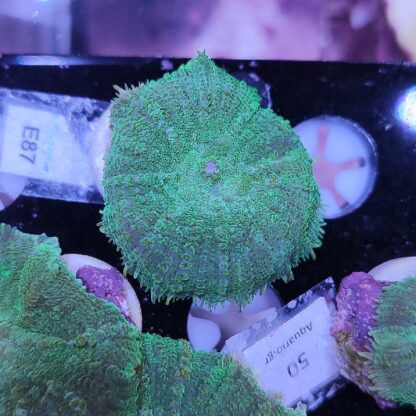 Rhodactis E87