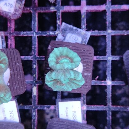 Caulastrea G12