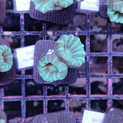 Caulastrea N20
