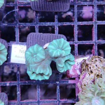 Caulastrea N60