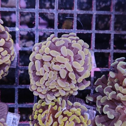 Euphyllia paraancora A547