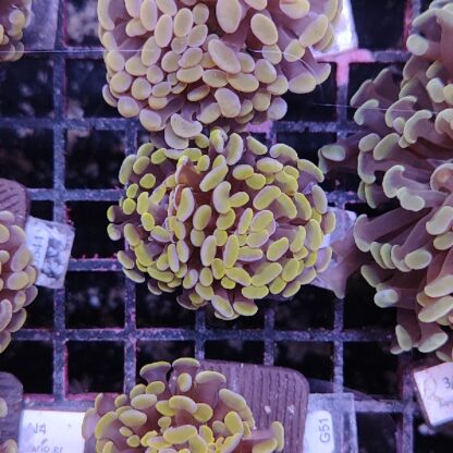 Euphyllia paraancora G64