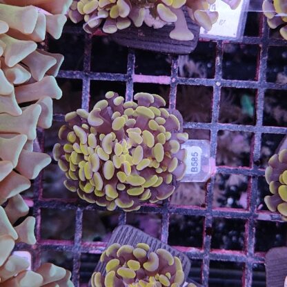 Euphyllia paraancora B585