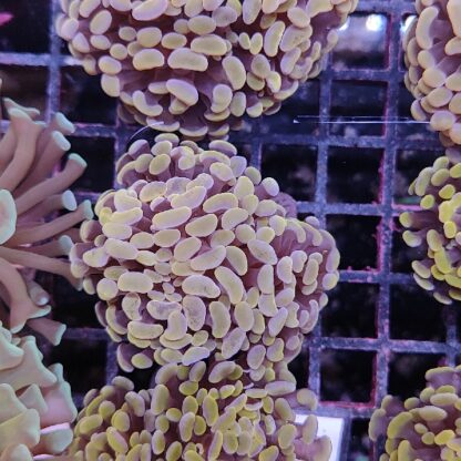 Euphyllia paraancora B544