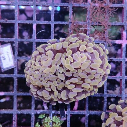 Euphyllia paraancora N92