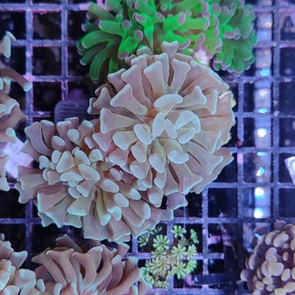 Euphyllia paraancora F33
