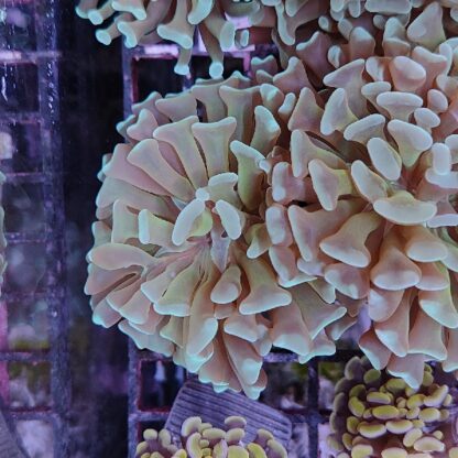 Euphyllia paraancora B559