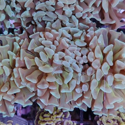 Euphyllia paraancora E39