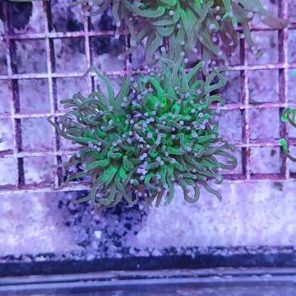 Euphyllia glabrescens N78