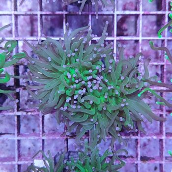 Euphyllia glabrescens N22