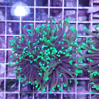 Euphyllia glabrescens N69