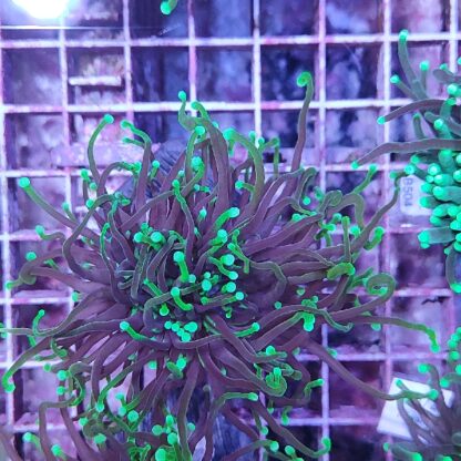 Euphyllia glabrescens N26