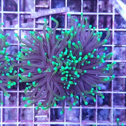 Euphyllia glabrescens B549