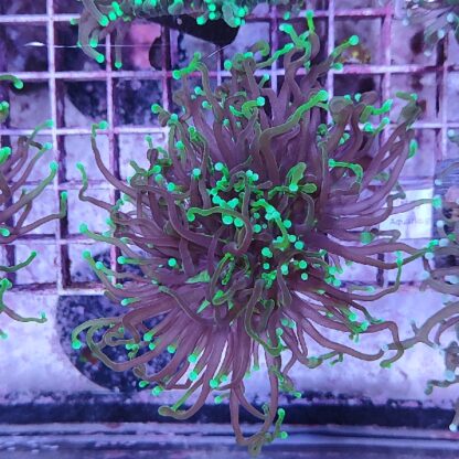Euphyllia glabrescens D23