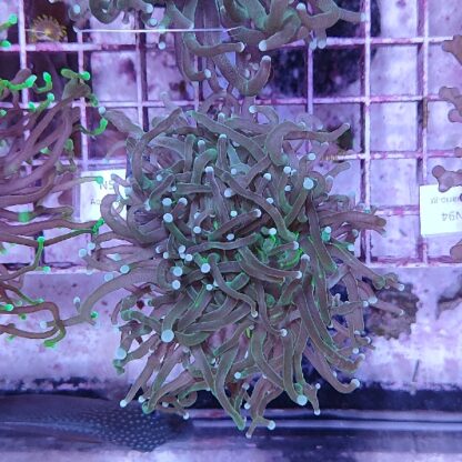 Euphyllia glabrescens N57