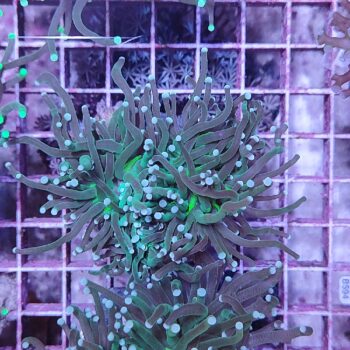 Euphyllia glabrescens N8