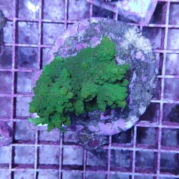 Acropora Μ28 (47179)