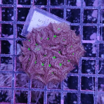 Blastomussa merletti M35 (50386)