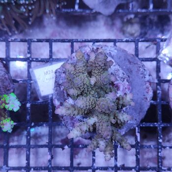 Acropora M24 (34248)