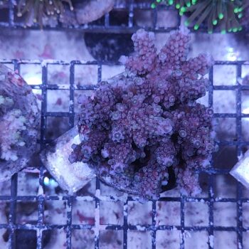 Acropora Μ1 (34285)