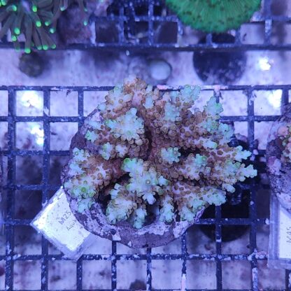 Acropora M25
