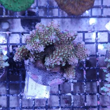 Acropora M45 (34285)