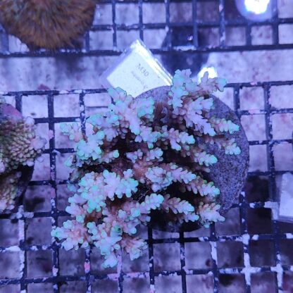 Acropora M30 (46791)