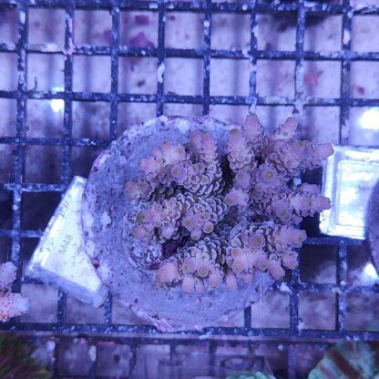 Acropora M48 (29775)