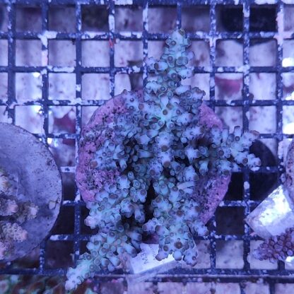 Acropora M38 (34198)