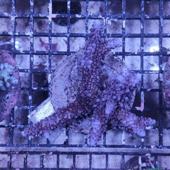 Acropora M11 (34198)