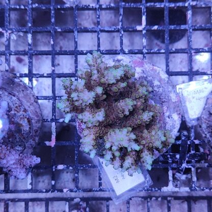 Acropora M2 (34220)