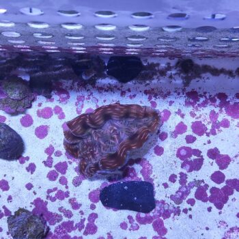 Tridacna derasa (30249)