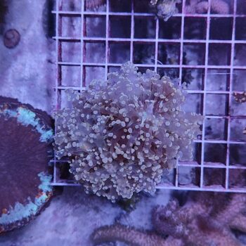 Euphyllia paradivisa N54