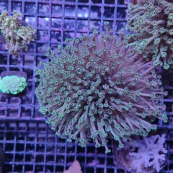 Goniopora A79 (33855)