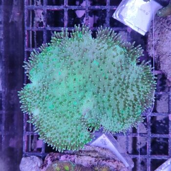 Sarcophytum M14 (34335)